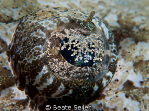 EYE of crocodilefish, taken with Canon G10 and UCL165 at ... by Beate Seiler 